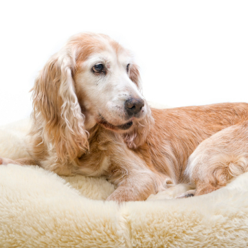 Osteoarthritis in Pets : What You Need to Know