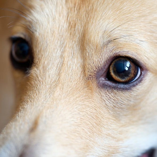 Understanding Senior Eyes in Pets