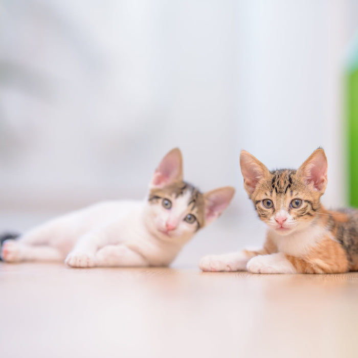 What first-time kitten owners should know