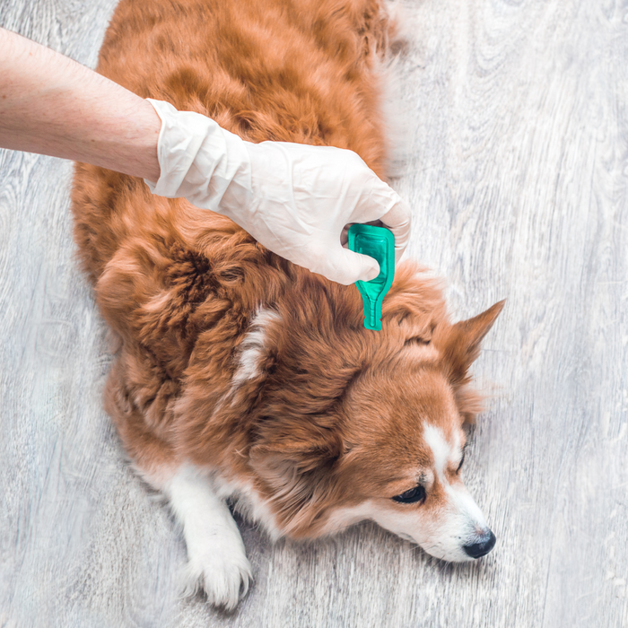 Why is Flea & Tick Prevention Important in Cats & Dogs