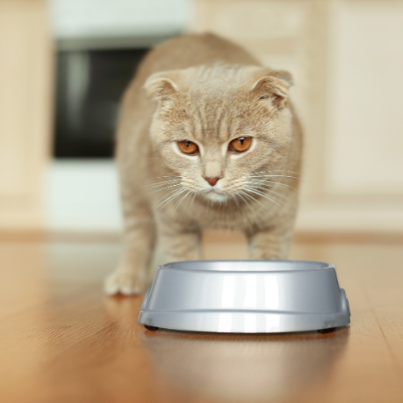 Feline Nutrition - What Owners Should Know