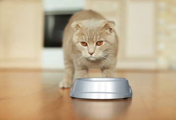 Feline Nutrition - What Owners Should Know