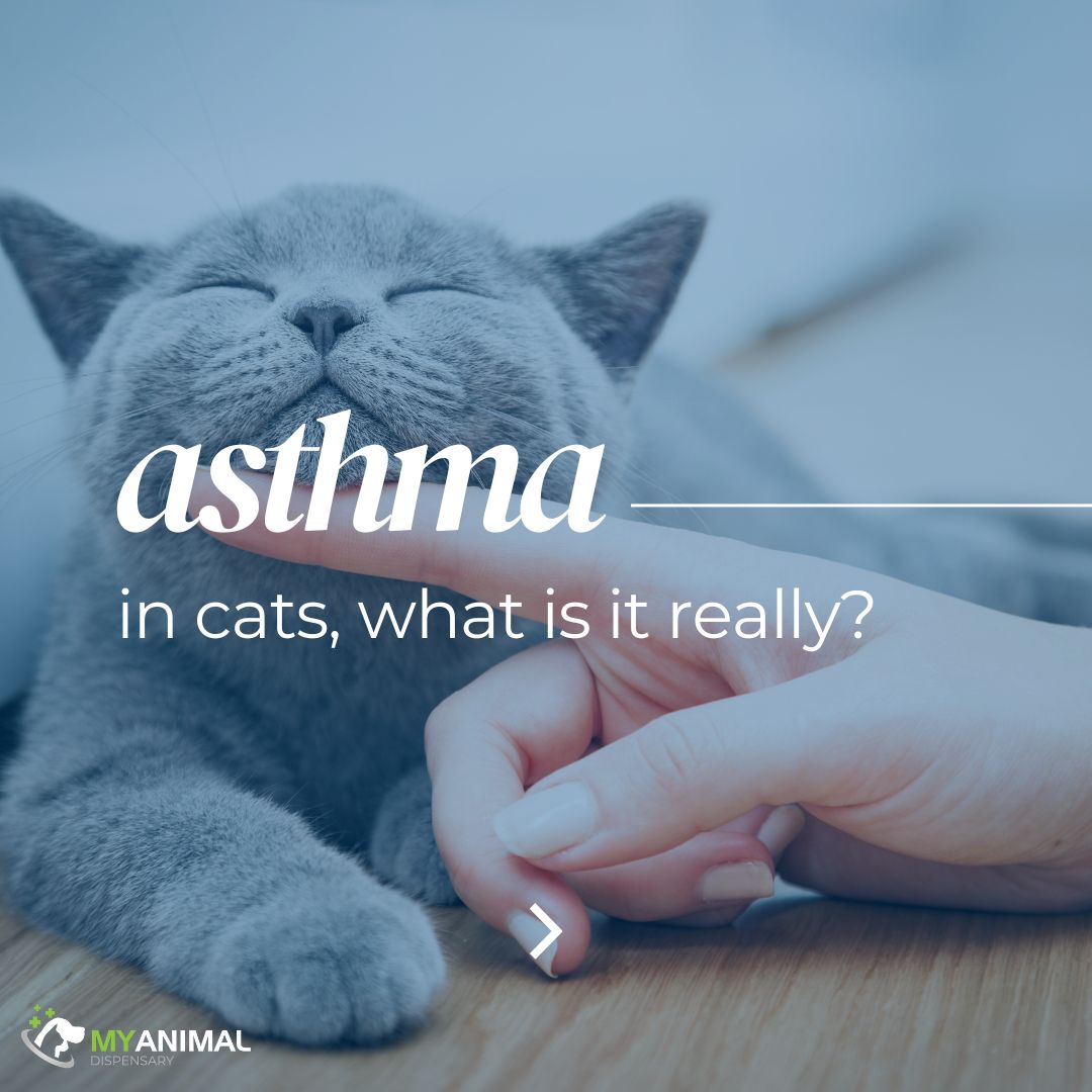 Asthma in Cats — My Animal Dispensary