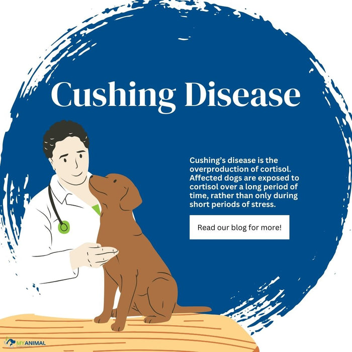 Cushing’s Disease in Dogs