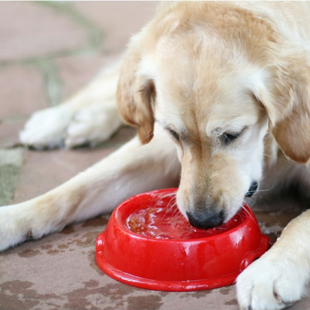 Understanding Polydipsia (Excessive Thirst) in Dogs