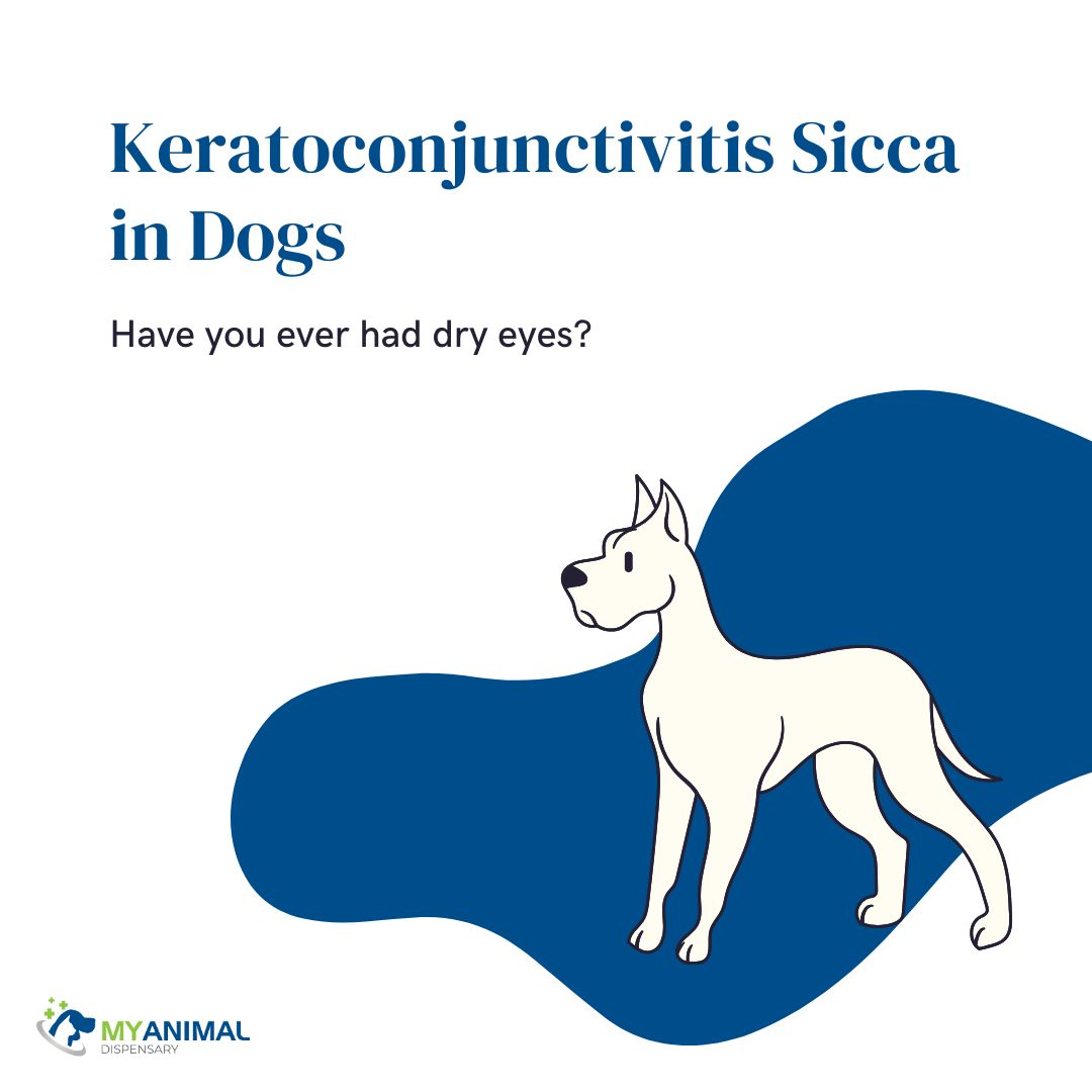 "Dry Eye” (Keratoconjunctivitis Sicca) in Dogs