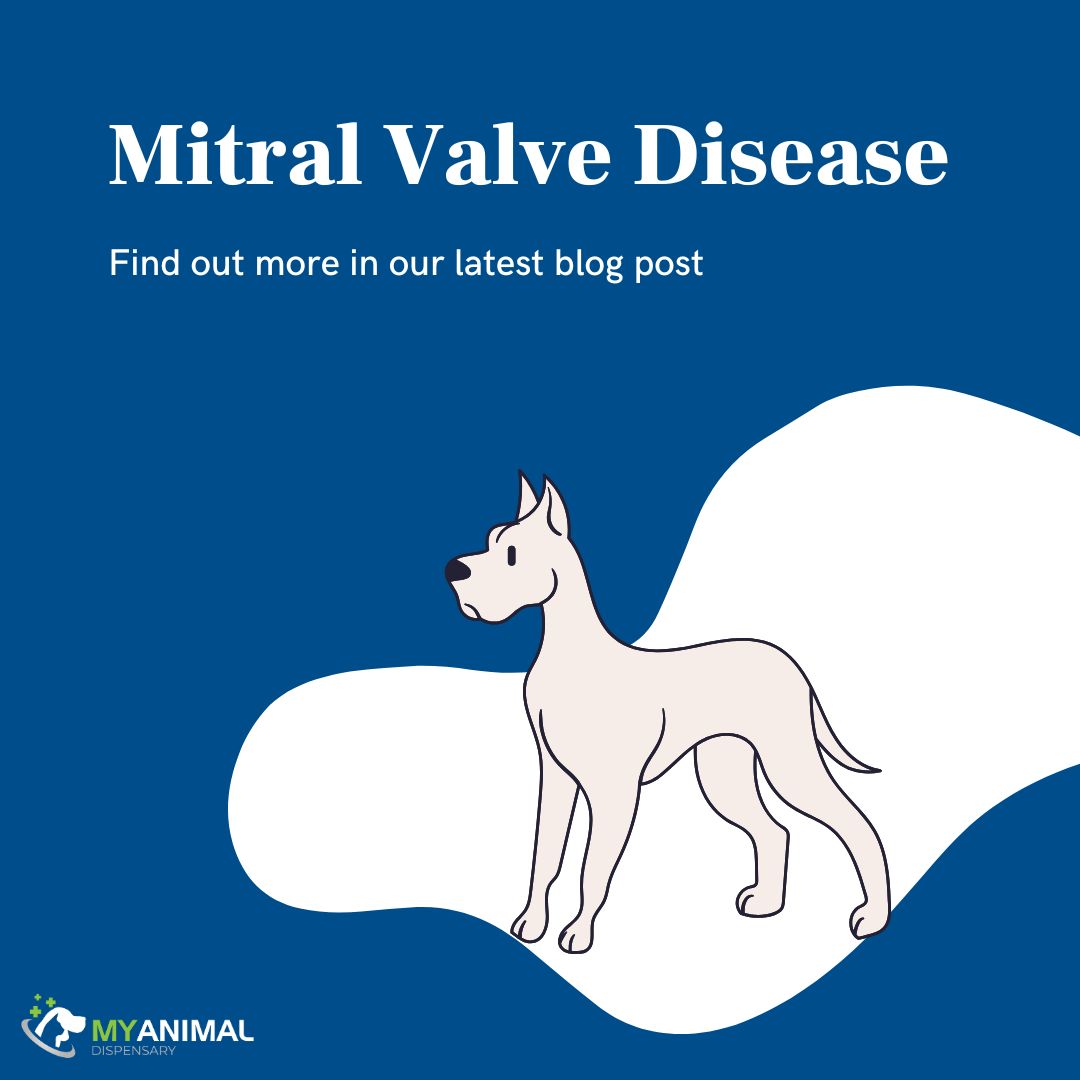 Mvd Dogs Mitral Valve Disease: The Most Common Heart Disease in Dogs — My Animal ...