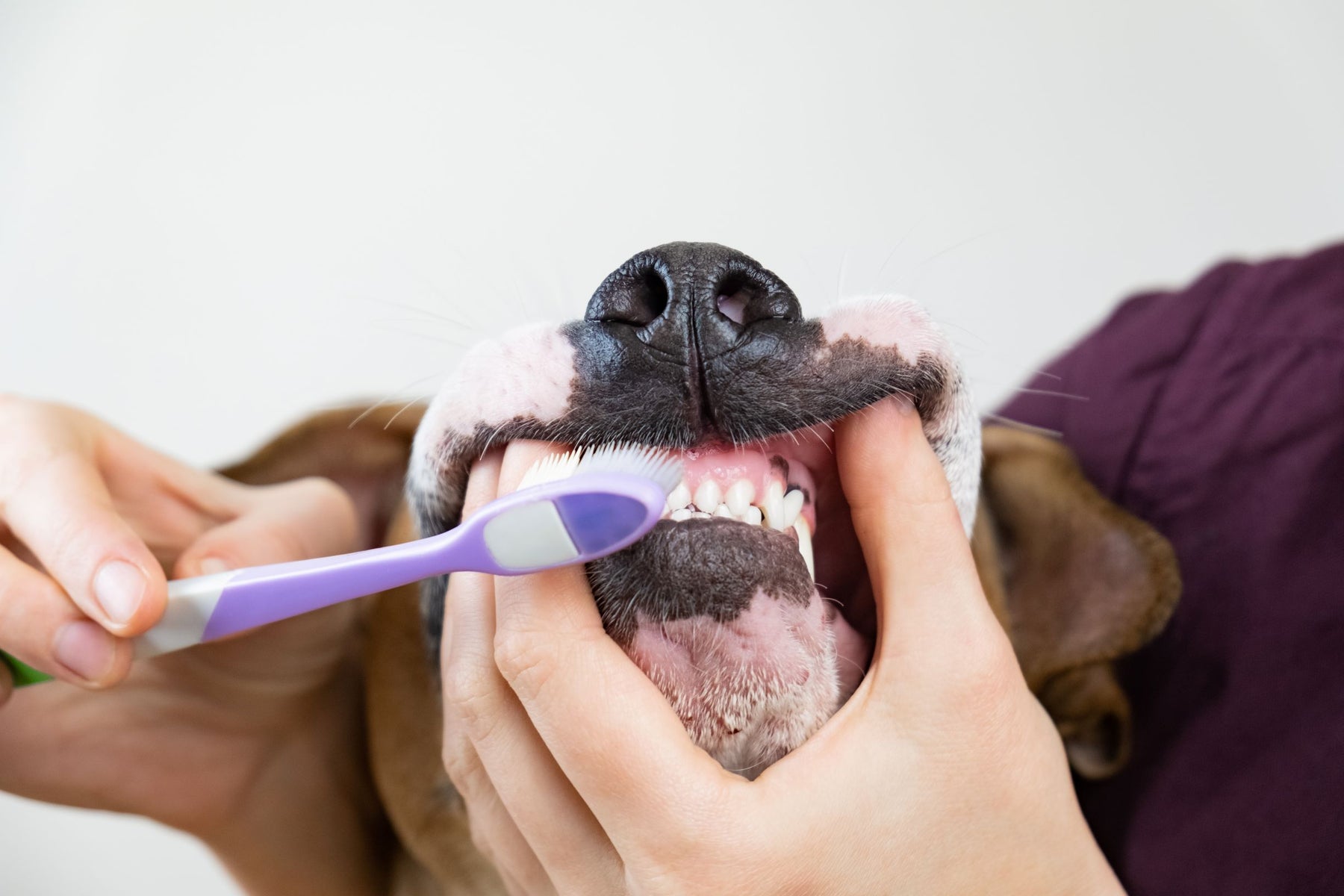 The Importance of Dental Health and Oral Care for Pets