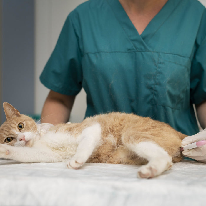 Chronic Kidney Issues in Dogs and Cats