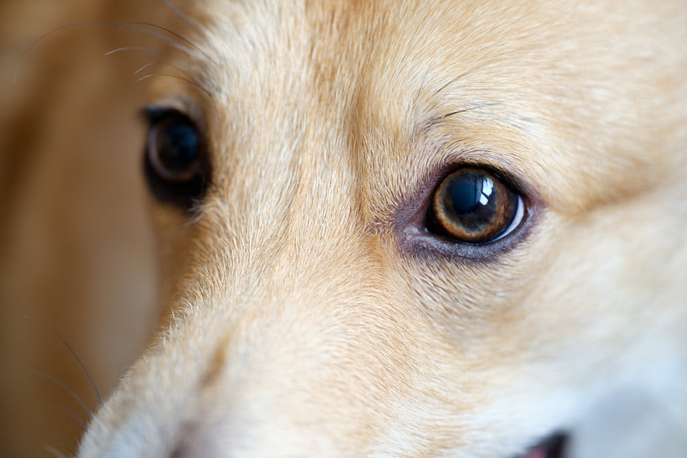 Understanding Senior Eyes in Pets