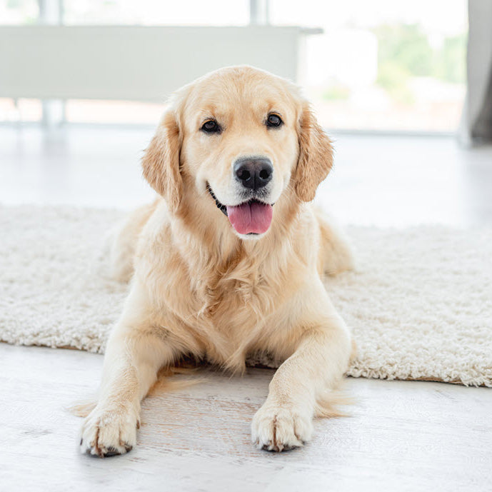 What First-time puppy owners should know