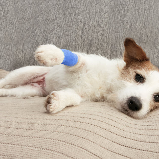 How to Detect Signs of Pain in Dogs and Cats