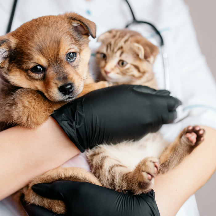 World Health Day - MAD Pet Health Week
