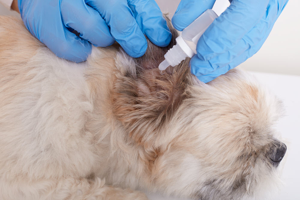 Type Of Ear Infections in Dogs and Cats