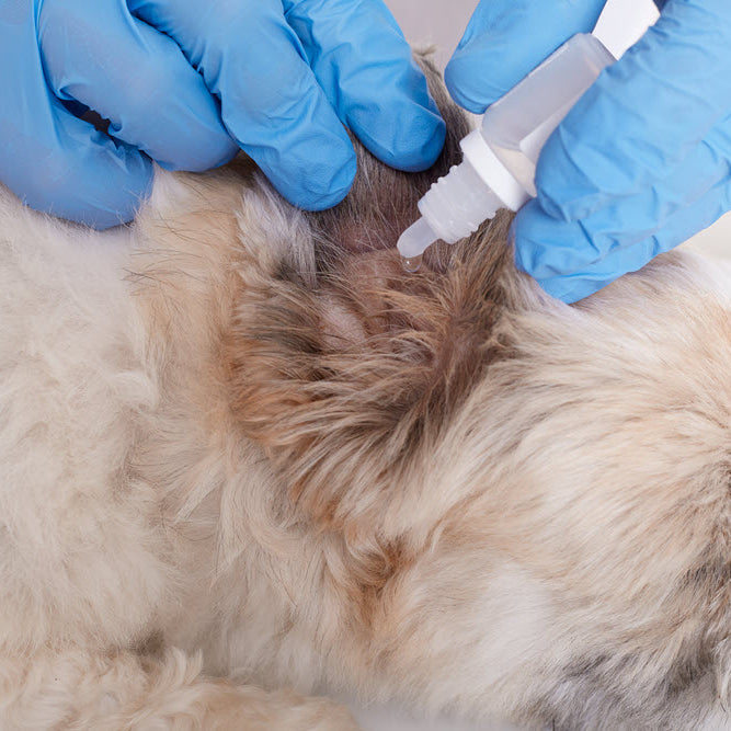 Type Of Ear Infections in Dogs and Cats