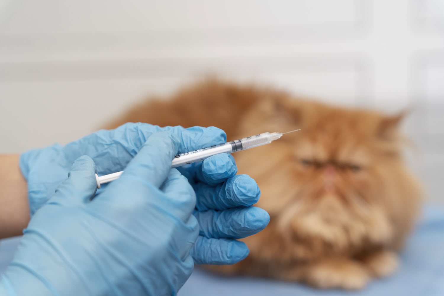 Diabetic Pets - How can we care better for them