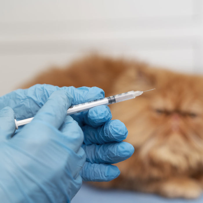 Diabetic Pets - How can we care better for them