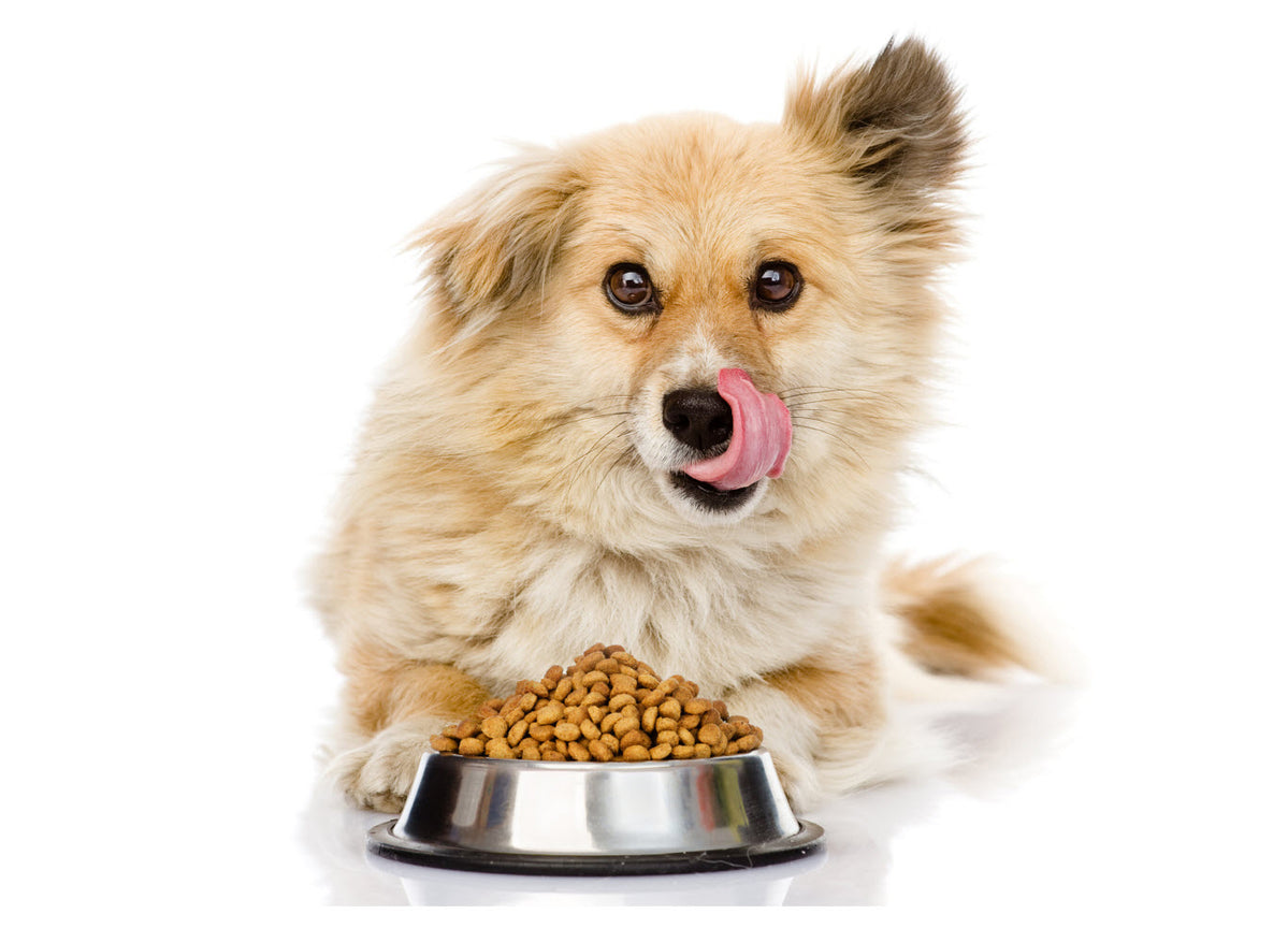 prescription-diets-food-treats-for-dogs-page-2-my-animal-dispensary