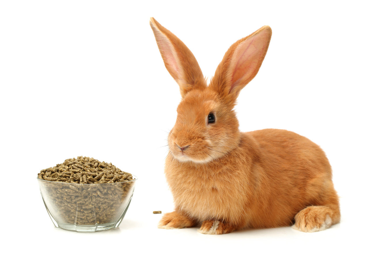 Rabbit Food & Treats
