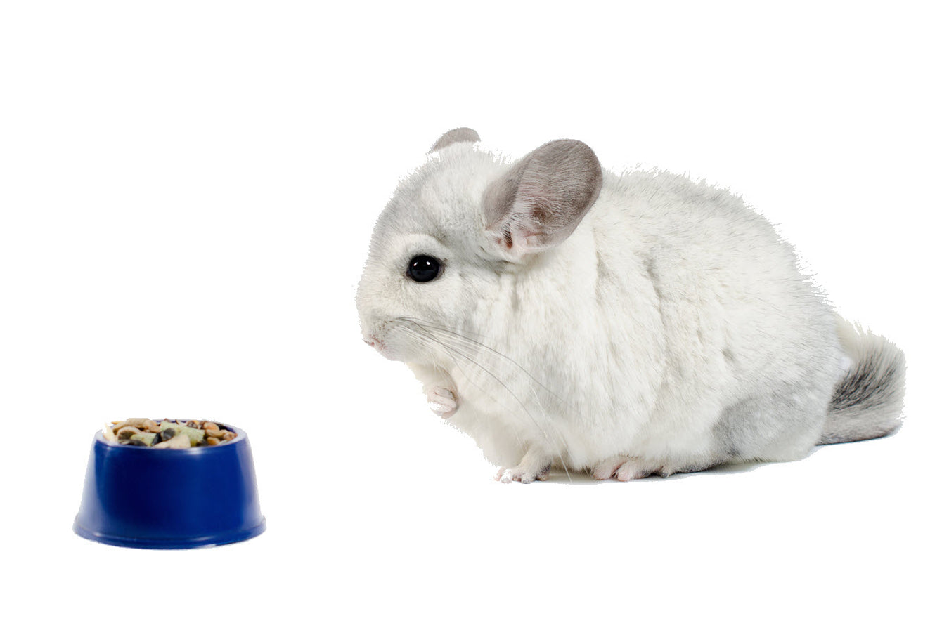 Chinchilla Food & Treats