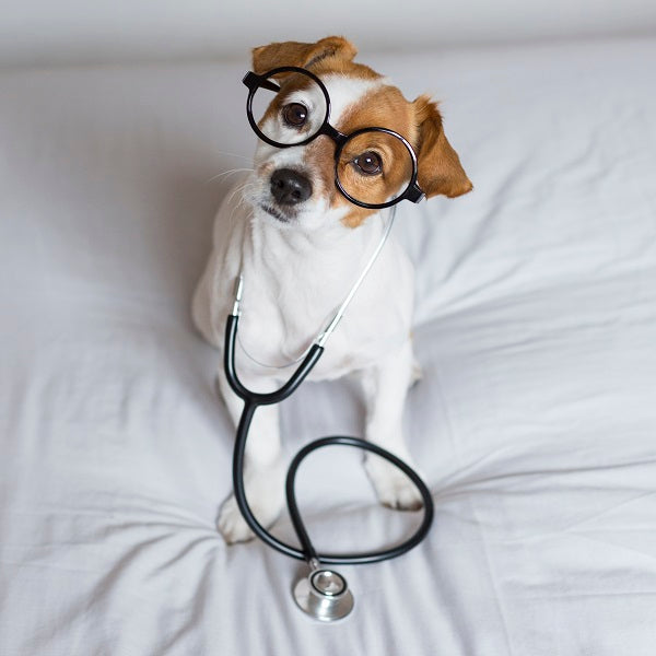 Dog Gastro (Stomach)