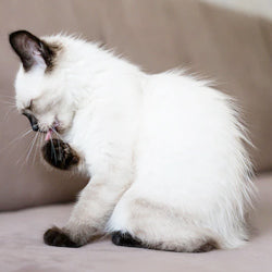 Cat Skin