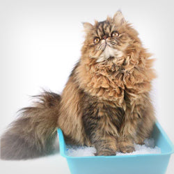 Cat Urinary