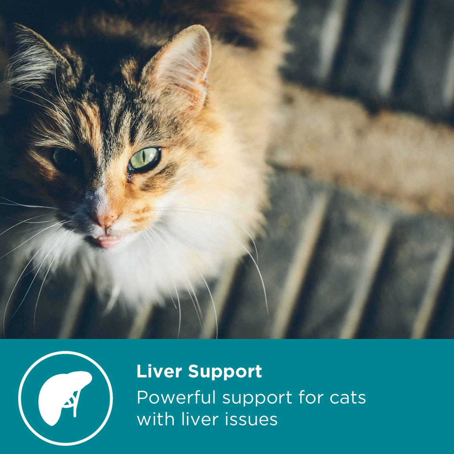 MaxxiPaws MaxxiSAMe Liver Supplement for Cats Trial Pack