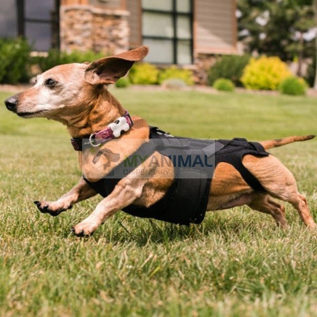 Lil Back Bracer™ Orthopedic Support Brace for Dogs