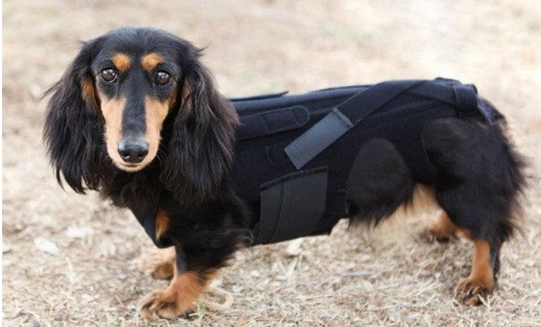 Lil Back Bracer™ Orthopedic Support Brace for Dogs