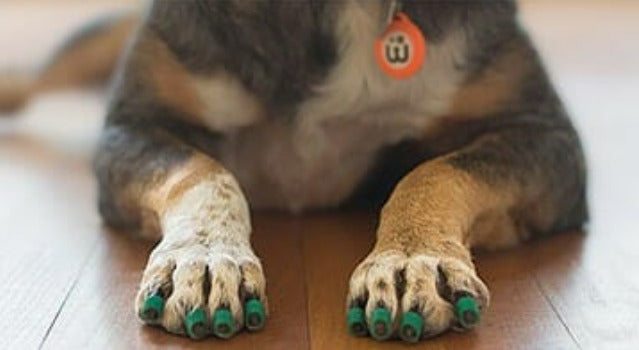 Dr Buzby's Anti Slip Toe Grips for Dogs — My Animal Dispensary