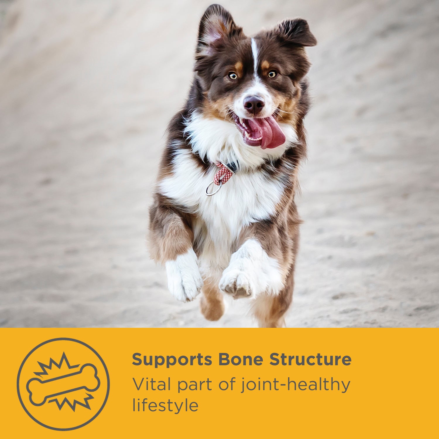 MaxxiFlex + Joint Supplement for Dogs (120s)