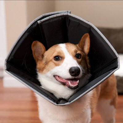 Comfy Cone E-Collars for Dogs & Cats