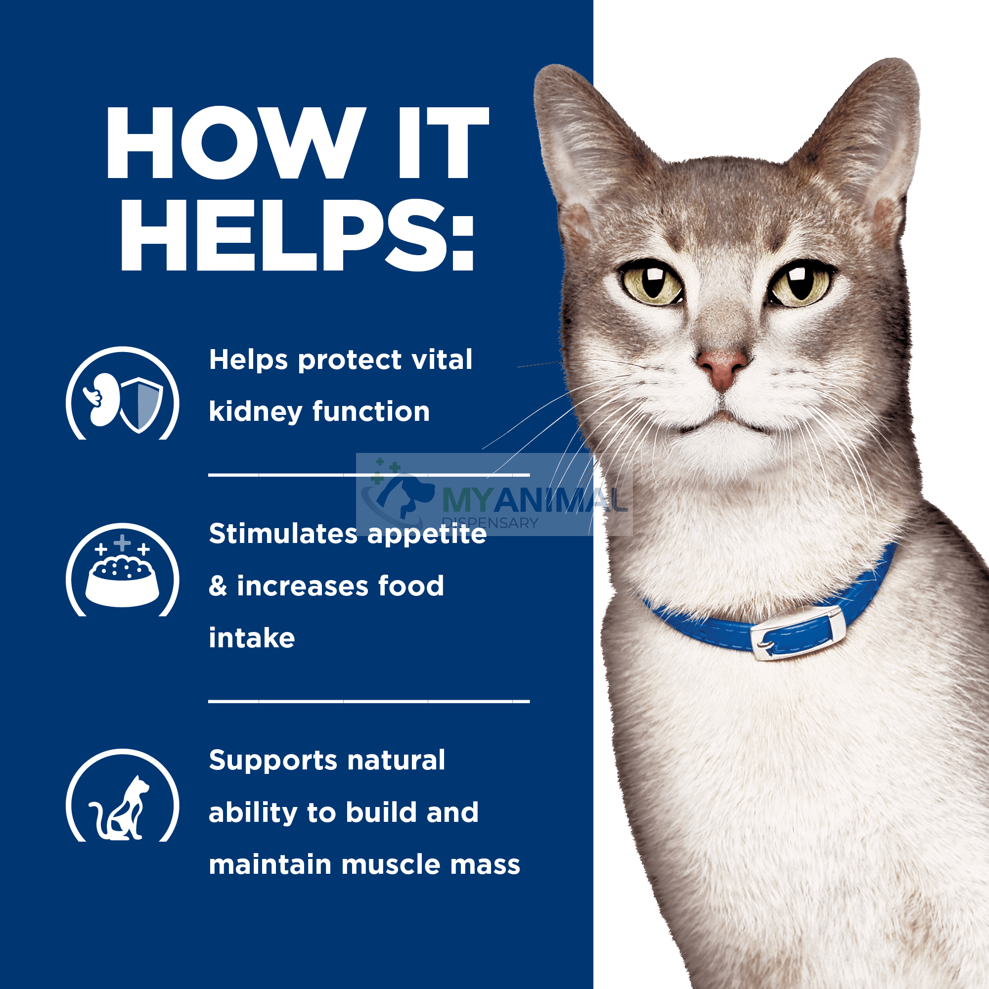 Cat diet sales for kidney disease